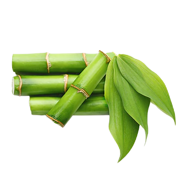 Bamboo Extract (Bambusa vulgaris)
