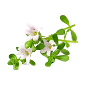 Brahmi (Bacopa monnieri)