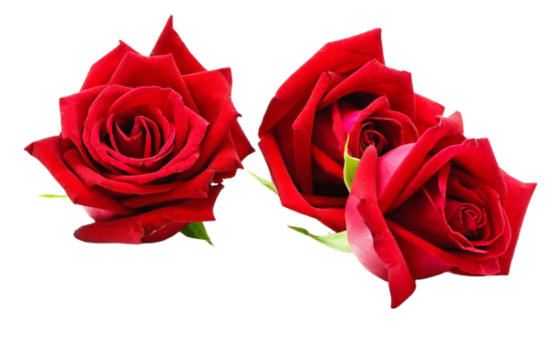 Pure Rose Hydrosol
