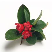 Wintergreen Oil (Gaultheria fragrantissima)