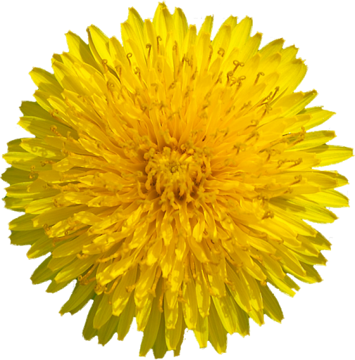 Dandelion Extract(Taraxacum officinale)