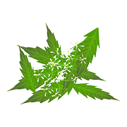 Bhringraj Extract (Eclipta prostrata)