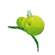 Bhumi Amla Extract(Phyllanthus niruri)