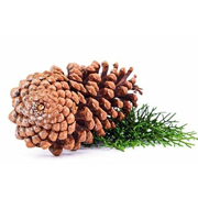 Devdar Oil (Cedrus deodara)
