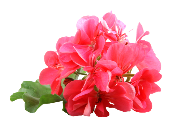 Geranium Essential Oil