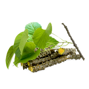 Giloy Extract (Tinospora cordifolia)