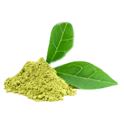Green Tea Extract(Camellia sinensis)