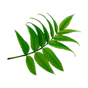 Gymnema Extract