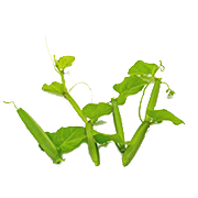 Hadjod Extract (Cissus quadrangularis)