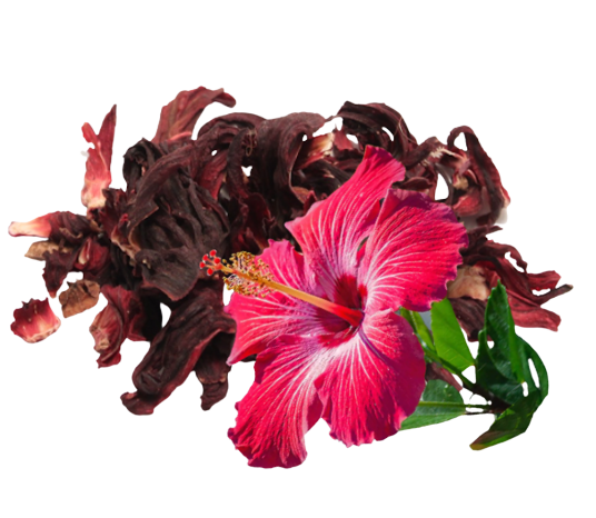Organic Hibiscus Extract (Hibiscus rosa-sinensis)