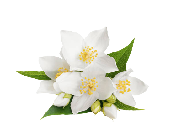 Jasmine (Jasminum sambac)