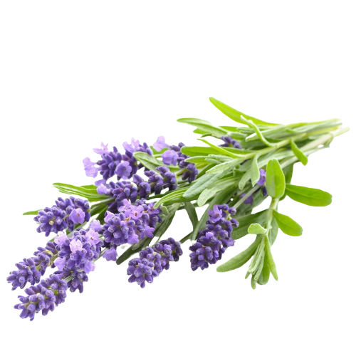 Lavender Essential Oil (Lavandula stoechas)