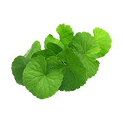 Mandukparni Extract (Centella asiatica) (Brain & Mental Wellness)