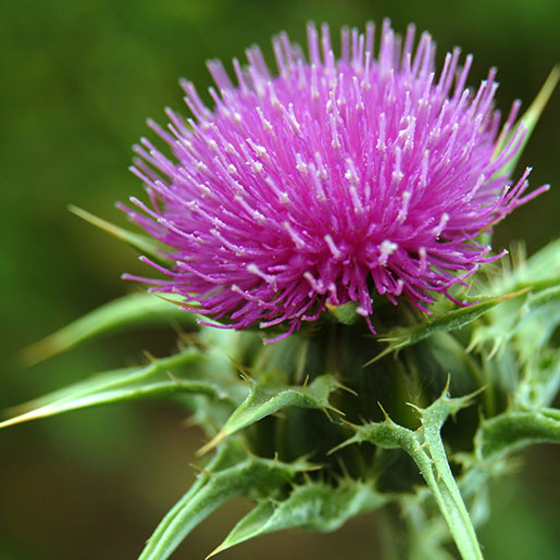 Milk Thistle Extract(Silybum marianum)