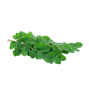 Pure Moringa Leaf Extract (Moringa oleifera)