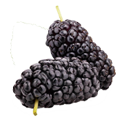 Pure Mulberry Leaf Extract (Morus alba)
