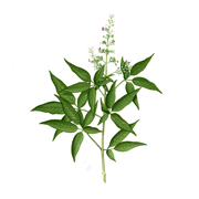 Nirgundi Oil (Vitex negundo)