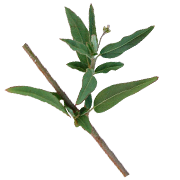 Punarnava Extract (Boerhavia diffusa)