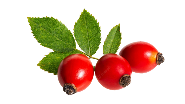 Rosehip Oil (Rosa centifolia)