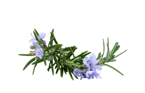 Organic Rosemary Oil (Rosmarinus officinalis)