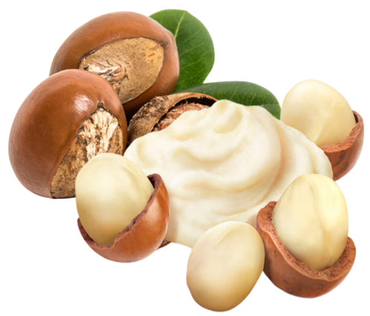 Shea Butter (Butyrospermum parkii)