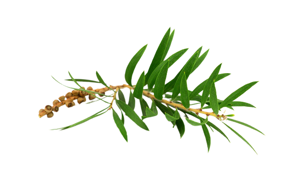 Organic Tea Tree Oil (Melaleuca alternifolia)