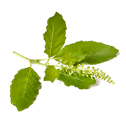 Tulsi Extract (Ocimum sanctum)