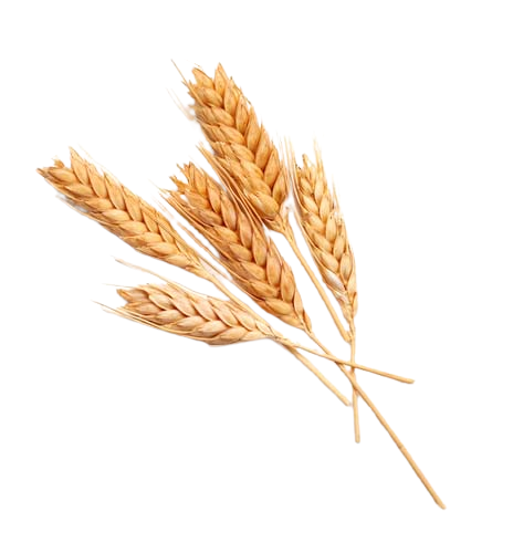 Wheat Germ Oil (Triticum sativum)