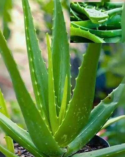 Organic Aloe Vera Extract (Aloe barbadensis)
