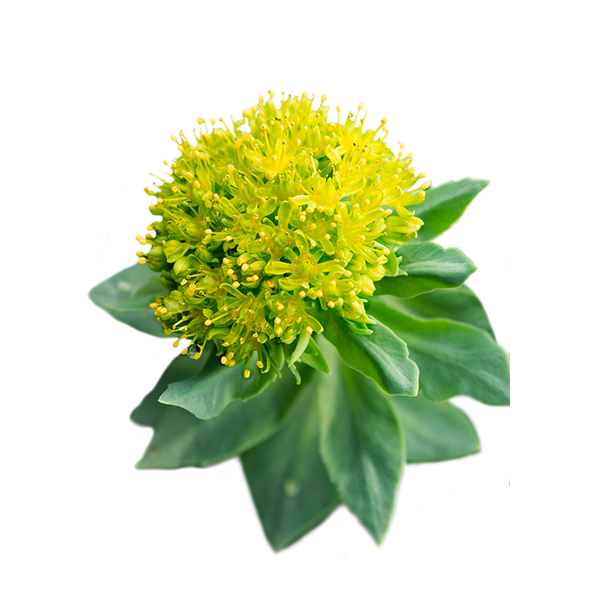 Rhodiola Extract (Rhodiola rosea)
